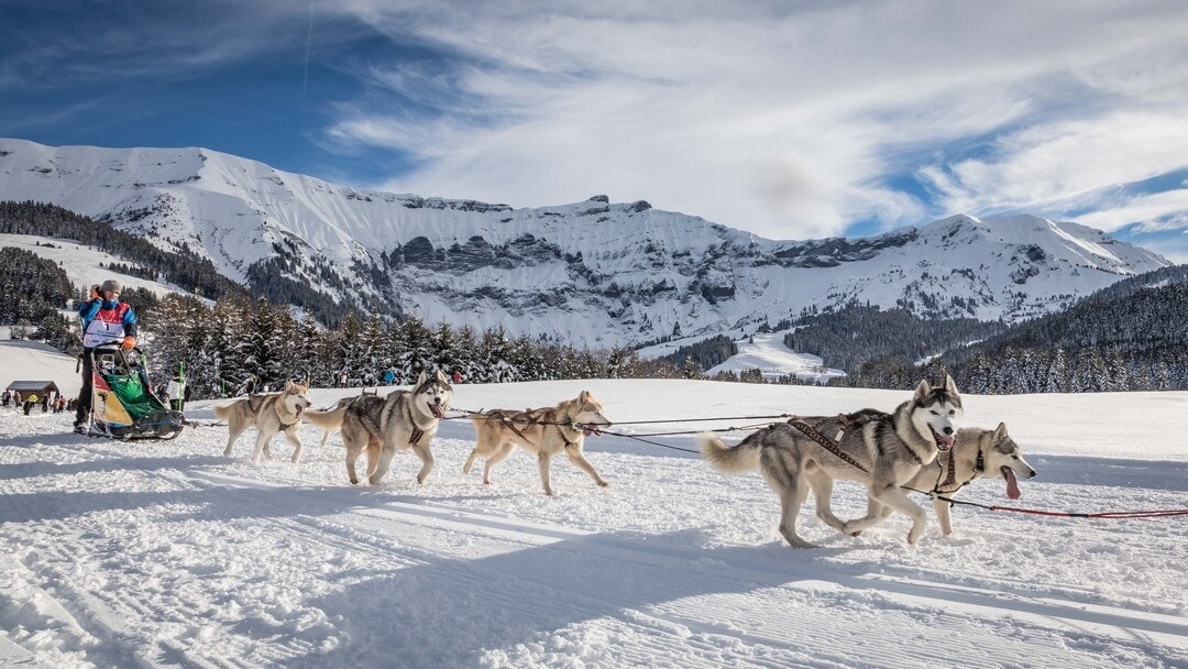Activité chiens de traineau à Megève