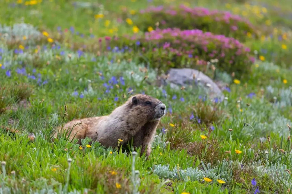Marmotte dans la prairie fleurie à découvrir lors de randonnées faciles à Megève 